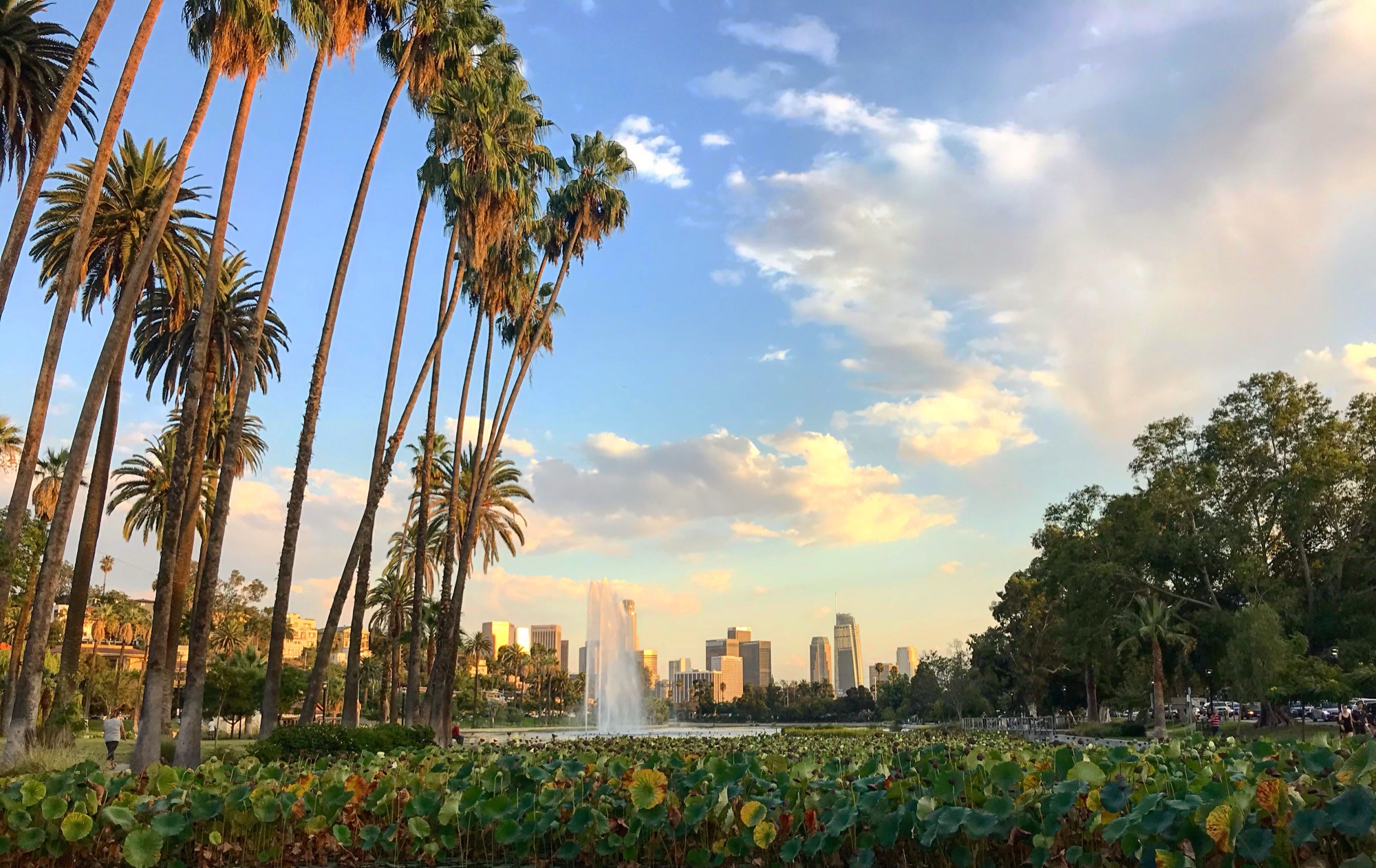 Echo Park Lake with lotus plants, palm trees, the fountain and the Downtown Los Angeles skyline